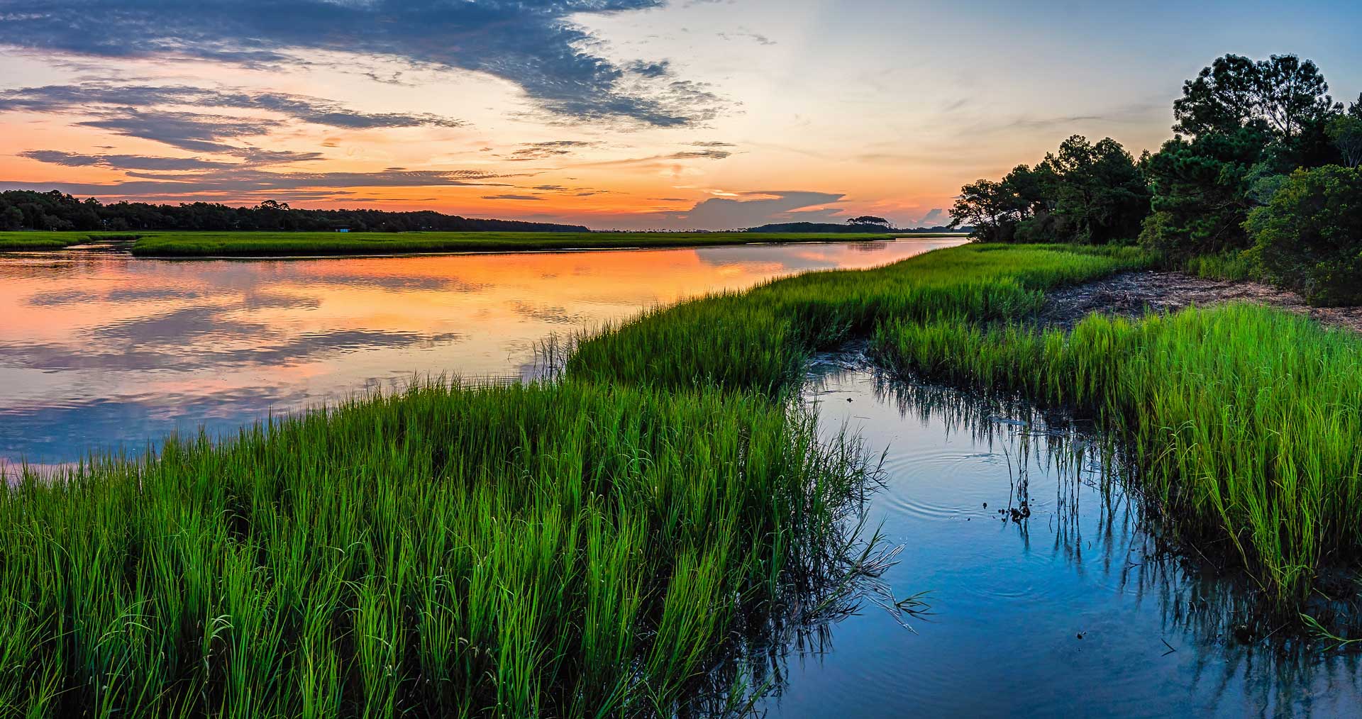 marsh background